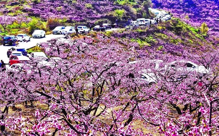 宁乡灰汤东鹜山桃花谷 金太阳草莓采摘一日游