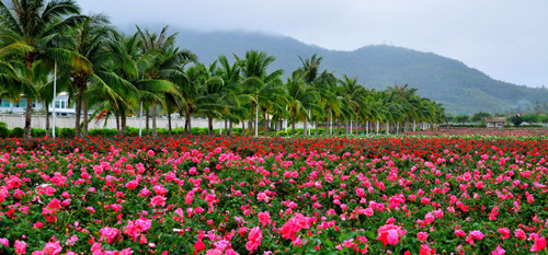 海南花草风景图片大全
